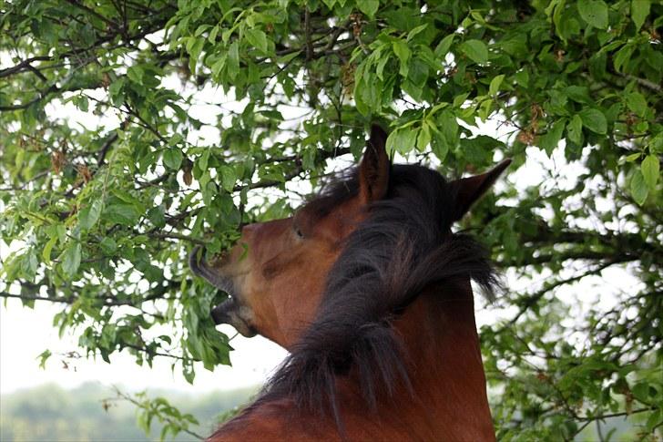 New Forest Dano-gårdens Ice Cube - haha  <3 billede 5