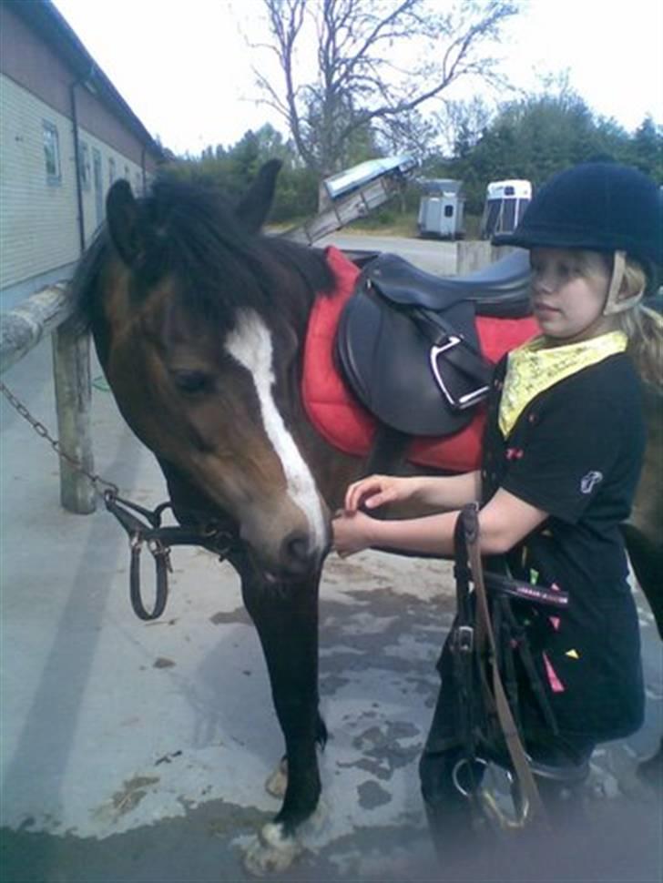 Welsh Pony (sec B) Lyngvejens Flicka(solgt) - smukke.. billede 10