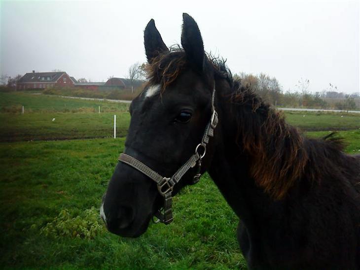 {{currentPhoto.altText}} billede {{currentPhoto.number}}