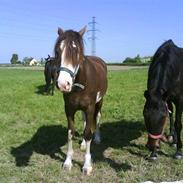 Welsh Cob (sec D) Nebles Too Much White