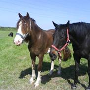 Welsh Cob (sec D) Nebles Too Much White