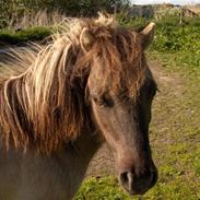 Shetlænder Sofie