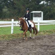 DSP Aagaards Beauty*solgt*