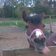 Anden særlig race Cool spot Himmel hest 