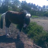 Anden særlig race Cool spot Himmel hest 