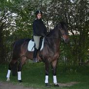 Trakehner Ultimo Skovmosegaard