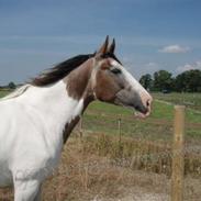 Anden særlig race Talulah