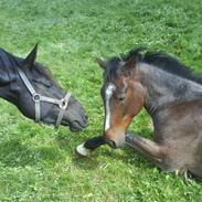 Anden særlig race Barry