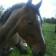 Anden særlig race Barry