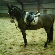 Oldenborg Lord Grundgold