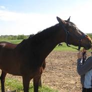 Svensk Varmblod Dunavár W