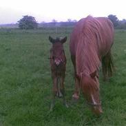 Anden særlig race Egeskovgårds Montana