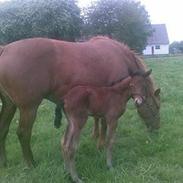 Anden særlig race Egeskovgårds Montana