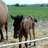 Anden særlig race Egeskovgårds Montana