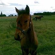 Anden særlig race Egeskovgårds Montana