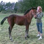 Anden særlig race Egeskovgårds Montana