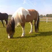 Anden særlig race Harry