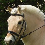 Fjordhest Anton Romeo