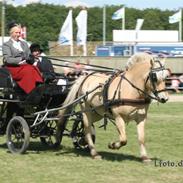 Fjordhest Anton Romeo