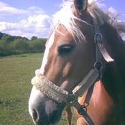 Haflinger Bayla(Solgt)
