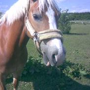 Haflinger Bayla(Solgt)