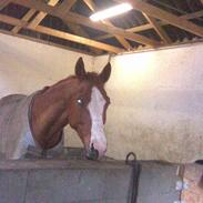 Dansk Varmblod Sellerups Diamo- SOLGT