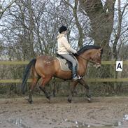 Knabstrupper Coco's Kenzo Lyshøj