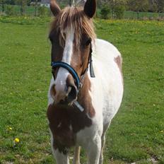 Pinto Kazella Nyberg