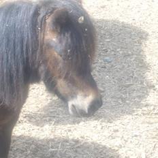 Anden særlig race asta