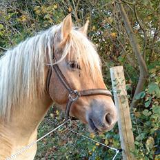 Anden særlig race Basse