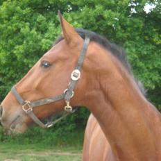 Oldenborg Neo UDLÅNT