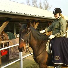 Dansk Varmblod Klanks Giovanni † RIP †