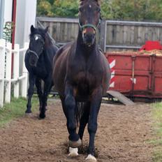 Dansk Varmblod Klanks Giovanni † RIP †