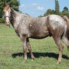 Appaloosa Coco craem