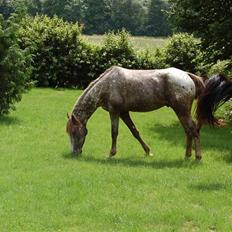 Appaloosa Coco craem