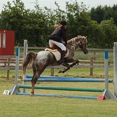 Appaloosa Coco craem