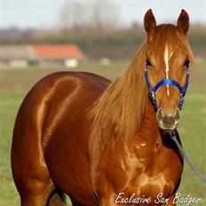 Quarter Exclusive San Badger