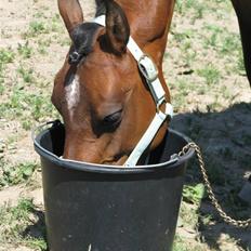 Anden særlig race Højgårds Magic Star *EX*