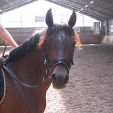 Anden særlig race Højgårds Magic Star *EX*