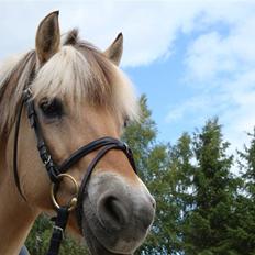 Fjordhest Jenka
