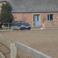 Fuldblod (XX) Jivã *DØD*