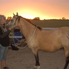 Welsh Pony af Cob-type (sec C) Fanny af Sønderbo