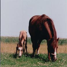 Welsh Pony af Cob-type (sec C) Fanny af Sønderbo