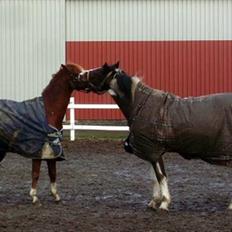 Hollandsk Sportspony Fireball