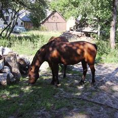 Connemara Juliet du Valera