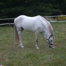Welsh Pony (sec B) korreborgs figaro(SOLGT):