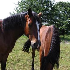 Connemara Juliet du Valera