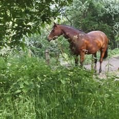 Connemara Juliet du Valera