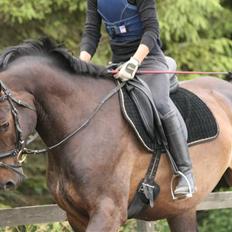 Dansk Varmblod Caezar