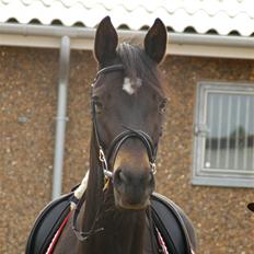 Dansk Varmblod Chanett RDH